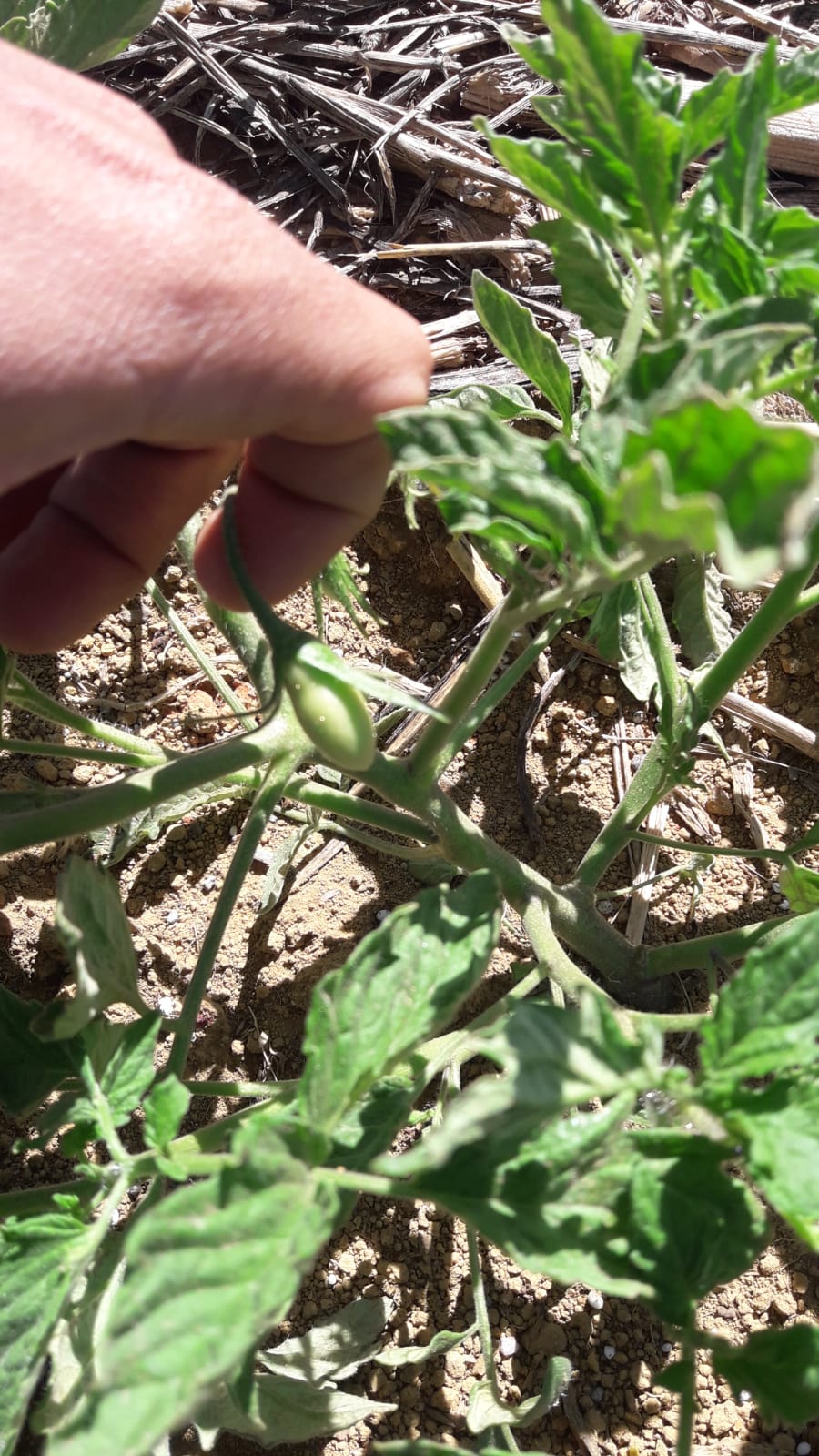 Imagem do WhatsApp de 2023-12-01 à(s) 16.57.39_452e85a4.jpg