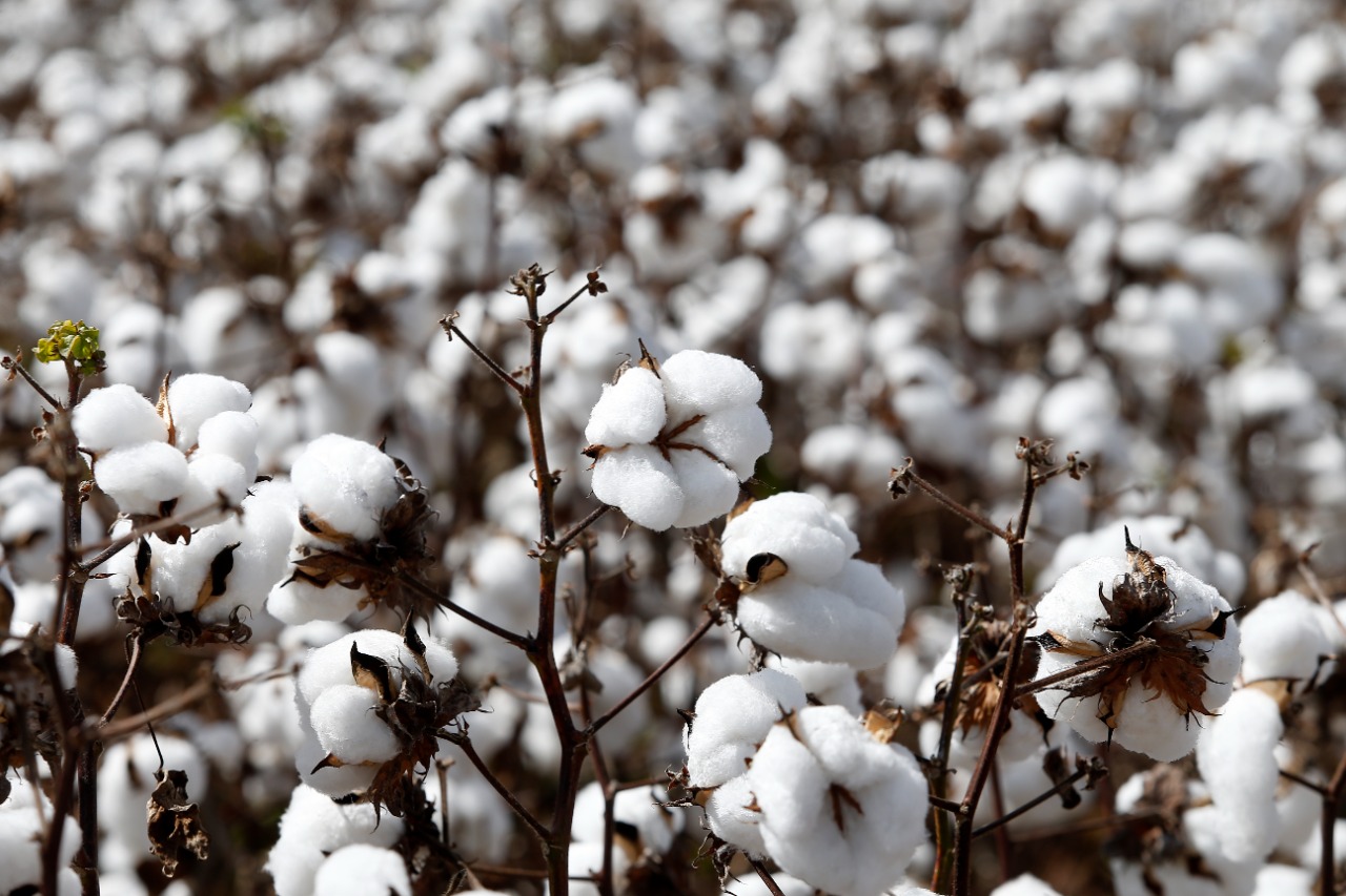 Imagem do WhatsApp de 2023-12-01 à(s) 16.57.22_2e81e8bd.jpg